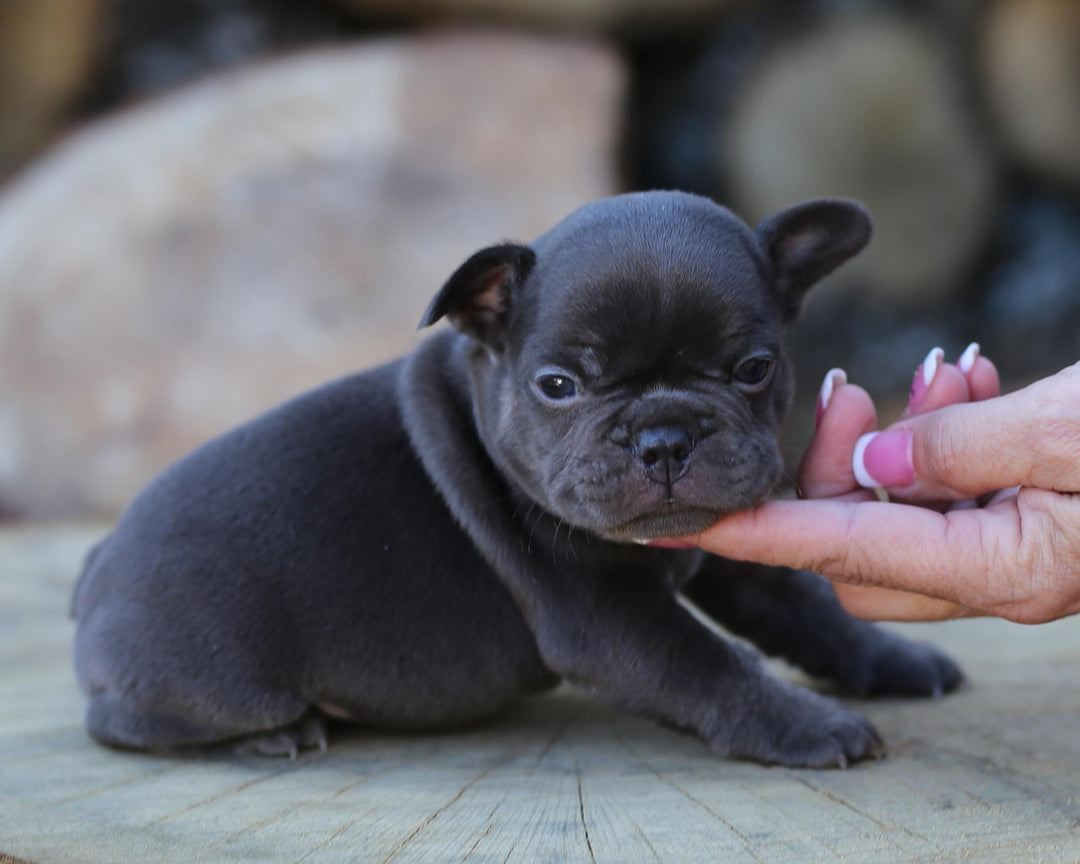 MAX!  Fantastic Chocolate French Bulldog, Male