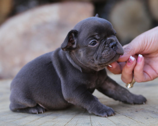 MAX!  Fantastic Chocolate French Bulldog, Male