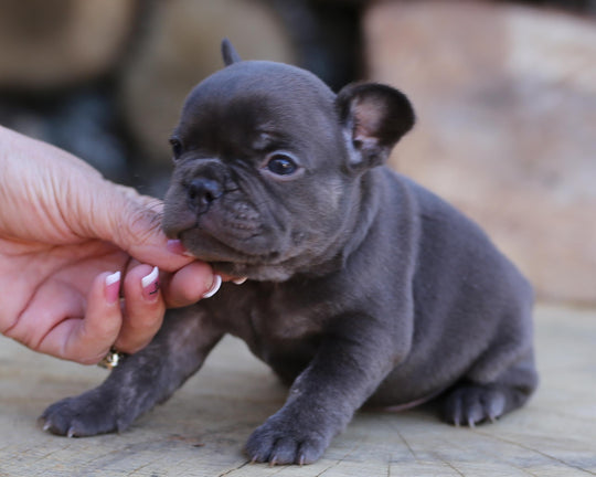 MAX!  Fantastic Chocolate French Bulldog, Male