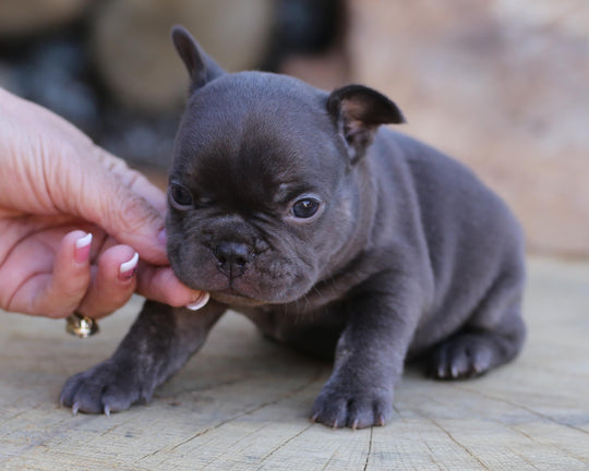 MAX!  Fantastic Chocolate French Bulldog, Male