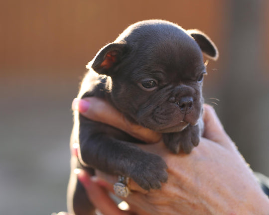 MAX!  Fantastic Chocolate French Bulldog, Male