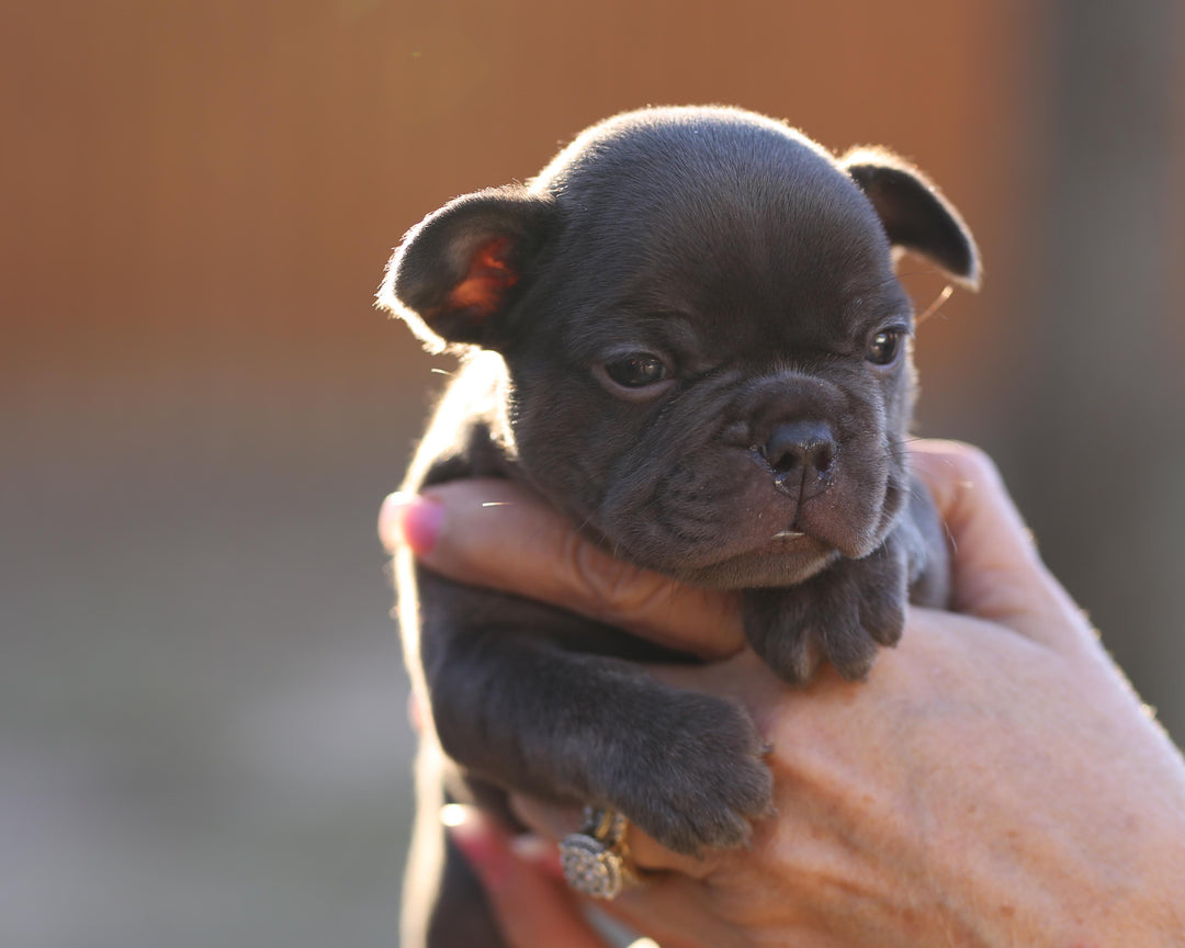 MAX!  Fantastic Chocolate French Bulldog, Male