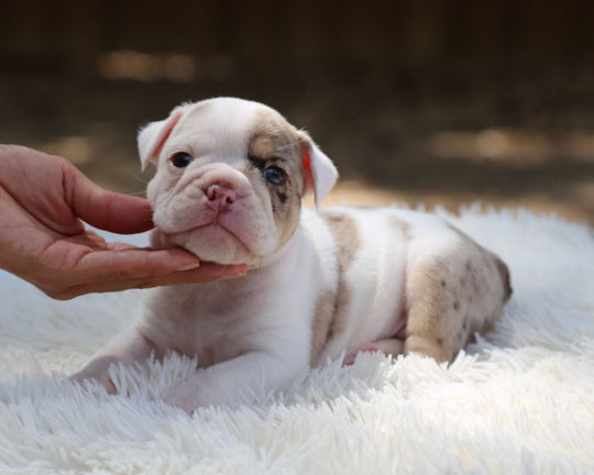 ELVIS — White-Based Lilac Merle Male English Bulldog