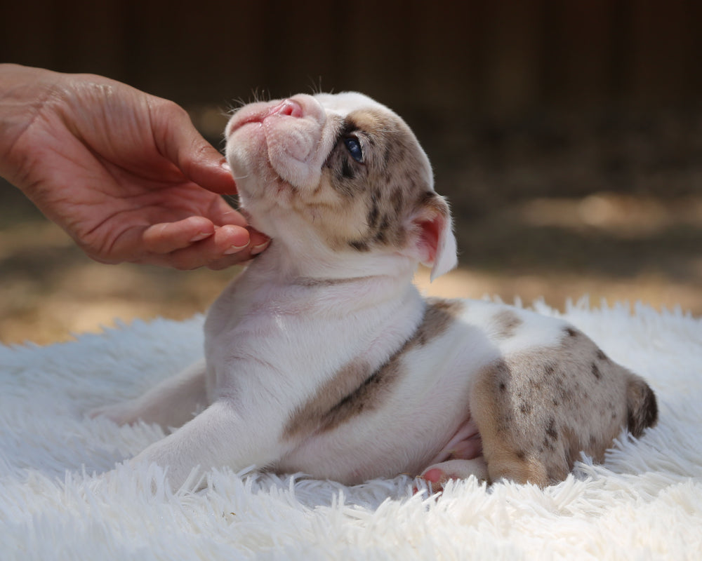 ELVIS — White-Based Lilac Merle Male English Bulldog