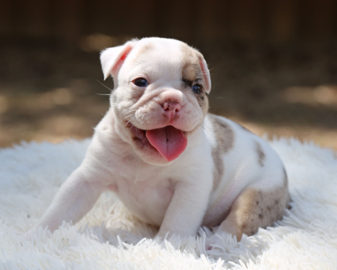 ELVIS — White-Based Lilac Merle Male English Bulldog