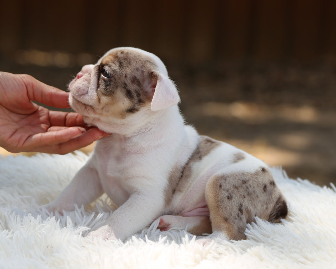 ELVIS — White-Based Lilac Merle Male English Bulldog