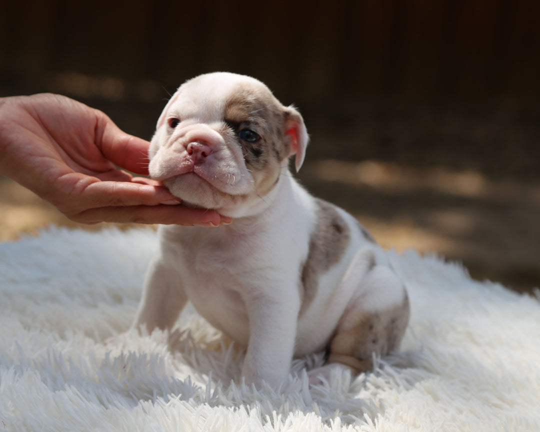 ELVIS — White-Based Lilac Merle Male English Bulldog