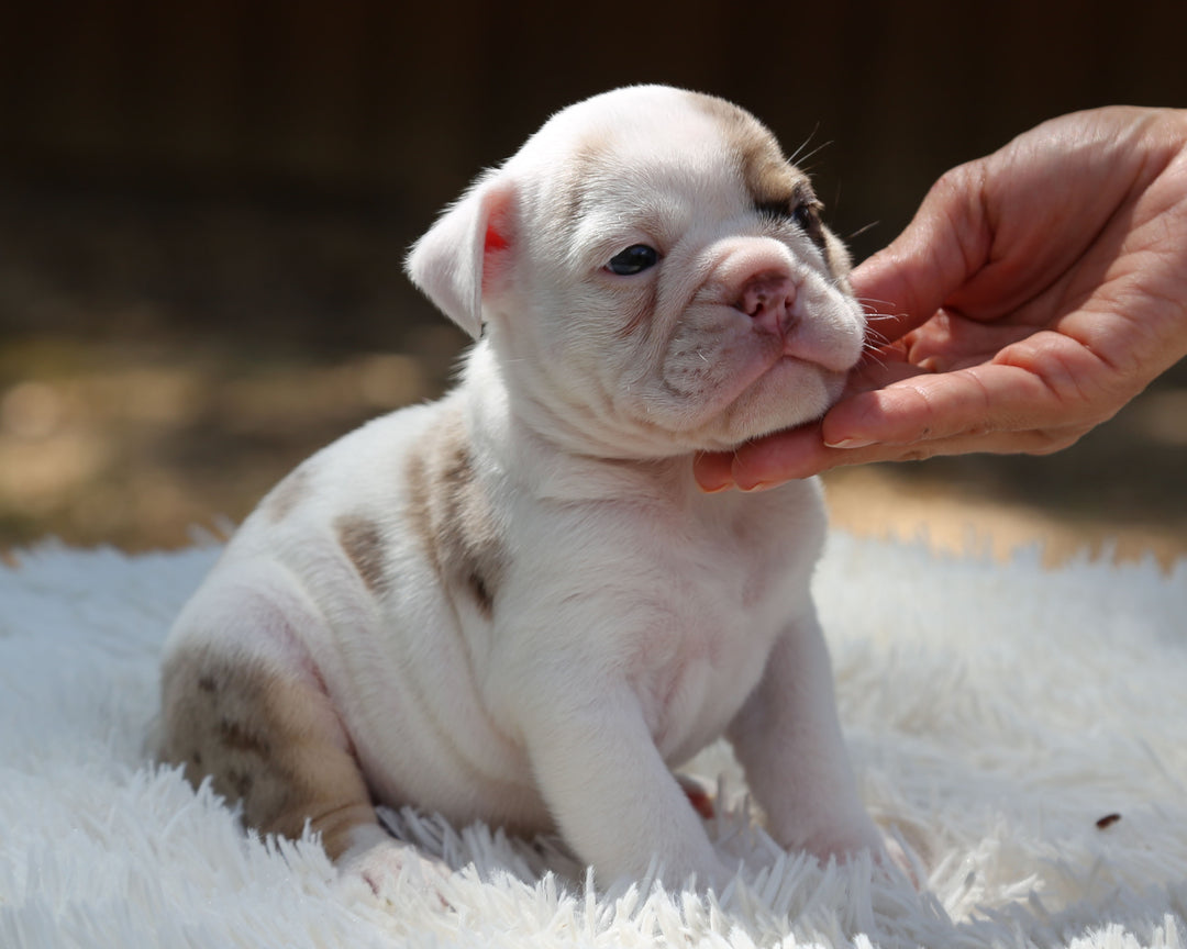 ELVIS — White-Based Lilac Merle Male English Bulldog