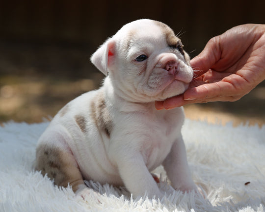 ELVIS — White-Based Lilac Merle Male English Bulldog