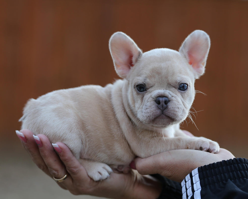 AMARA! Exceptional Lilac Creme Merle French Bulldog, Female