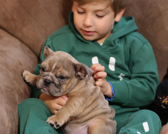 RANGER!  Exceptional Merle and Tan English Bulldog, Male