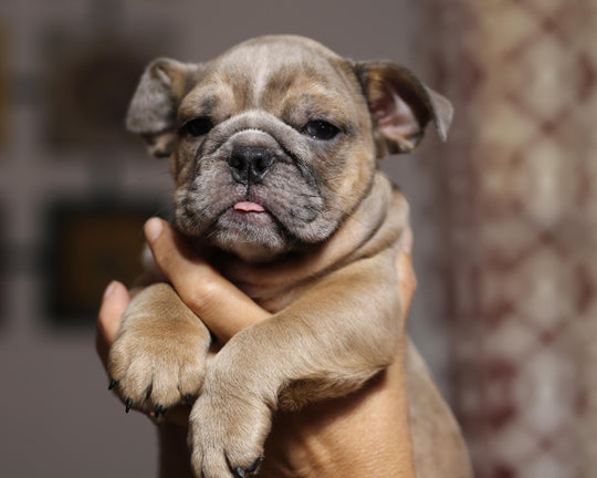 RANGER!  Exceptional Merle and Tan English Bulldog, Male