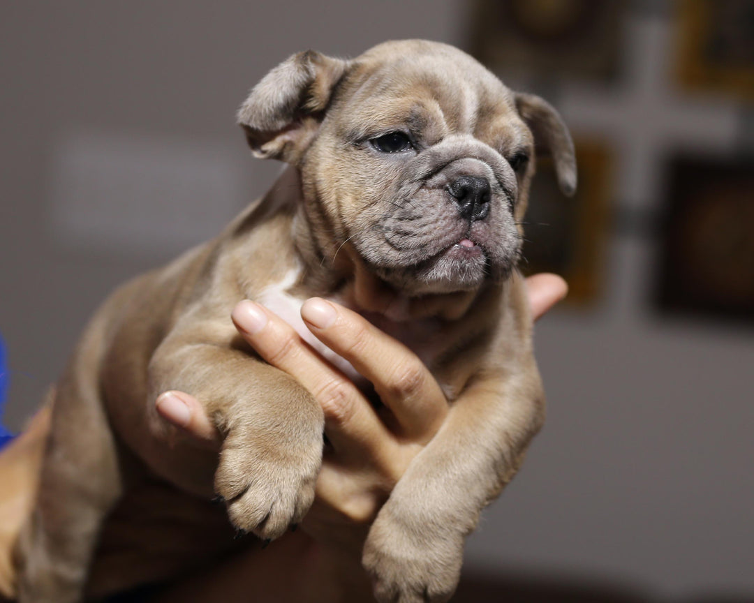 RANGER!  Exceptional Merle and Tan English Bulldog, Male