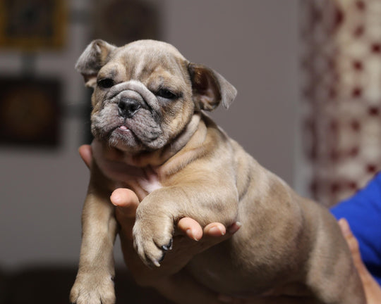 RANGER!  Exceptional Merle and Tan English Bulldog, Male