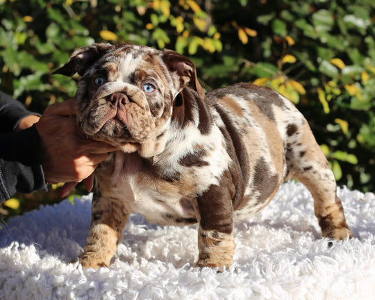 MAYA!  Absolutely Breathtaking Tweed Merle English Bulldog, Female