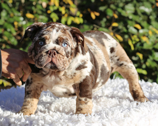 MAYA!  Absolutely Breathtaking Tweed Merle English Bulldog, Female