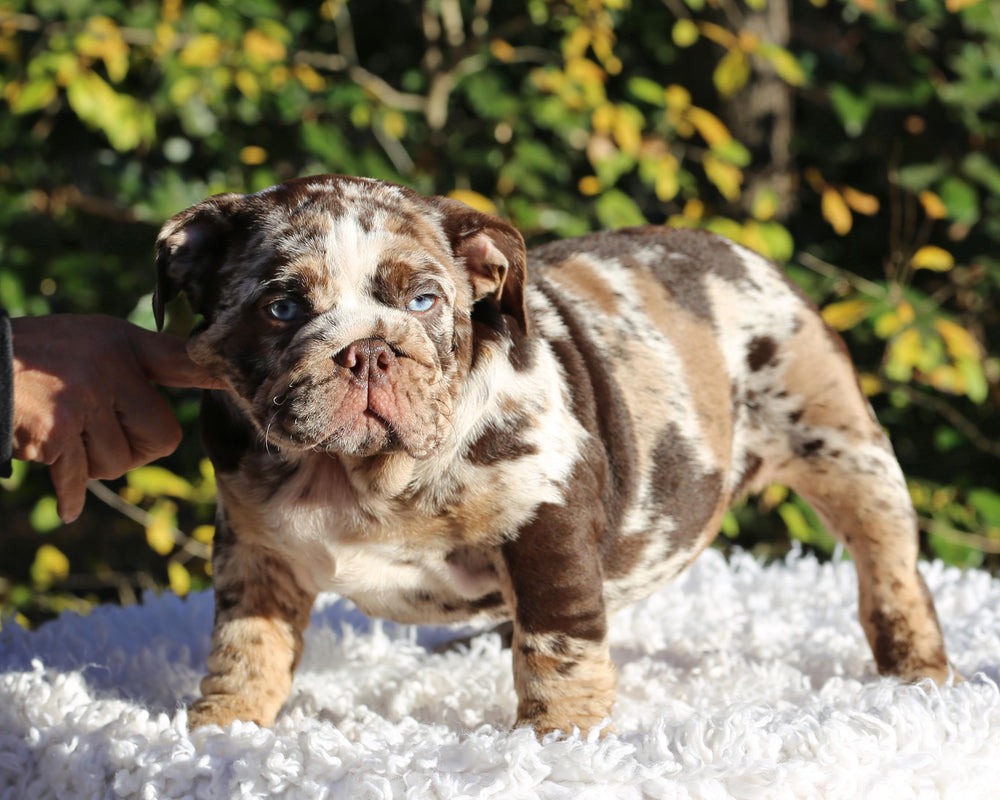 MAYA!  Absolutely Breathtaking Tweed Merle English Bulldog, Female