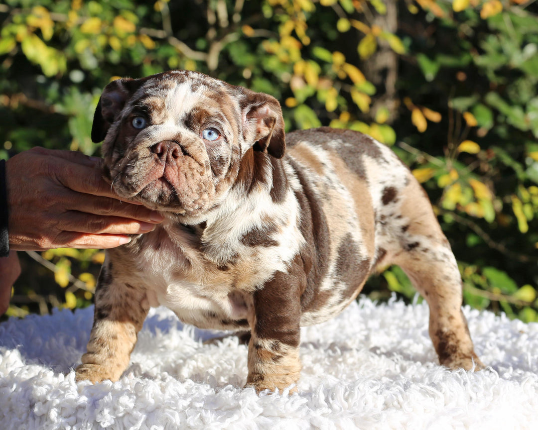 MAYA!  Absolutely Breathtaking Tweed Merle English Bulldog, Female