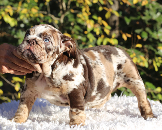 MAYA!  Absolutely Breathtaking Tweed Merle English Bulldog, Female