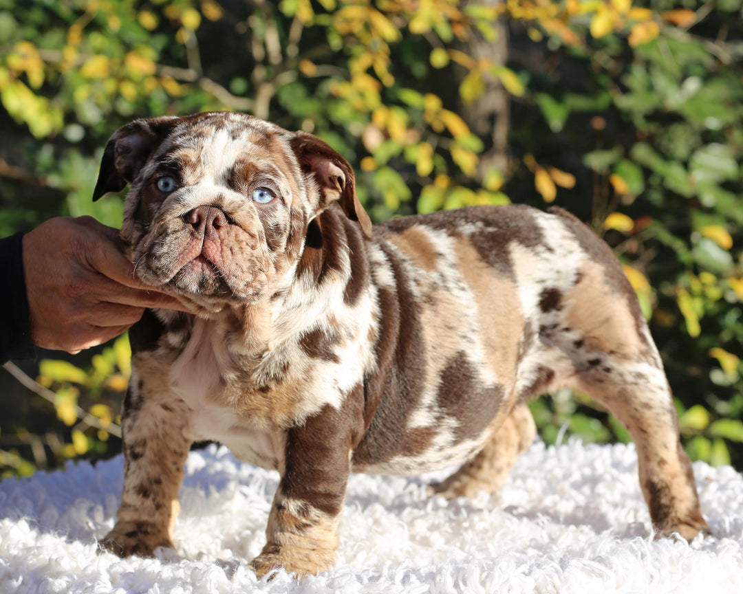 MAYA!  Absolutely Breathtaking Tweed Merle English Bulldog, Female