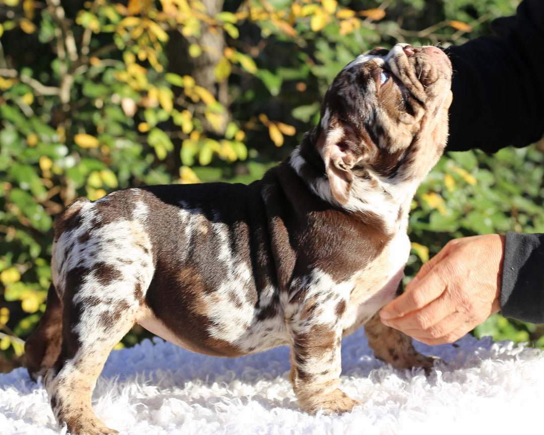 MAYA!  Absolutely Breathtaking Tweed Merle English Bulldog, Female