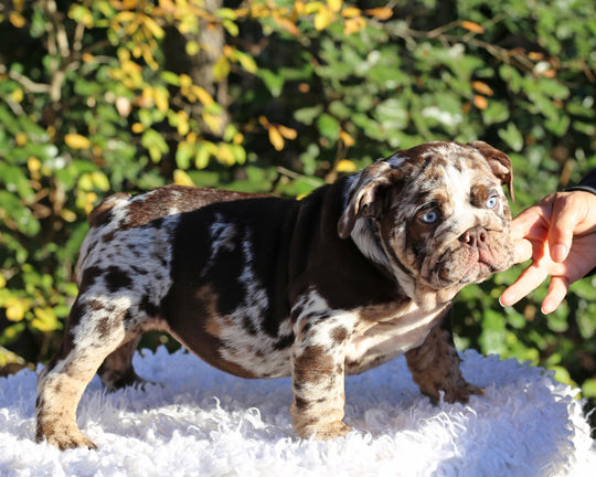 MAYA!  Absolutely Breathtaking Tweed Merle English Bulldog, Female