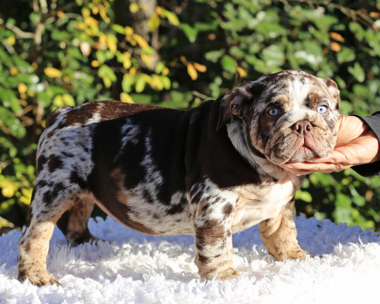 MAYA!  Absolutely Breathtaking Tweed Merle English Bulldog, Female