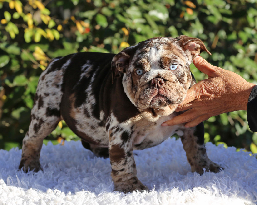 MAYA!  Absolutely Breathtaking Tweed Merle English Bulldog, Female