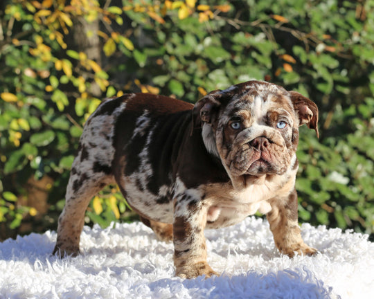 MAYA!  Absolutely Breathtaking Tweed Merle English Bulldog, Female