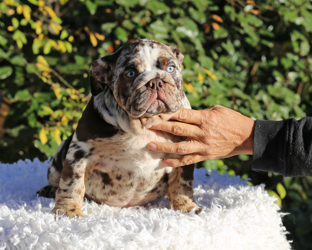 MAYA!  Absolutely Breathtaking Tweed Merle English Bulldog, Female