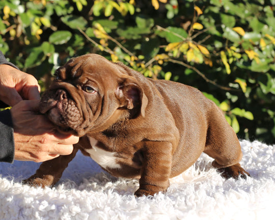 CHOCOLATE CHUNK!  Extraordinary Chocolate English Bulldog, Male