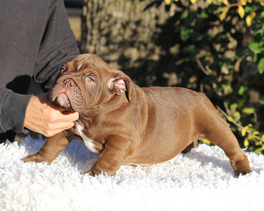 CHOCOLATE CHUNK!  Extraordinary Chocolate English Bulldog, Male