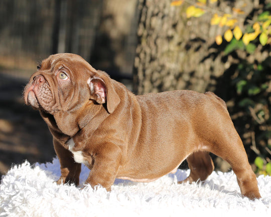 CHOCOLATE CHUNK!  Extraordinary Chocolate English Bulldog, Male