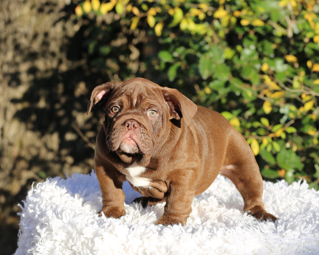 CHOCOLATE CHUNK!  Extraordinary Chocolate English Bulldog, Male