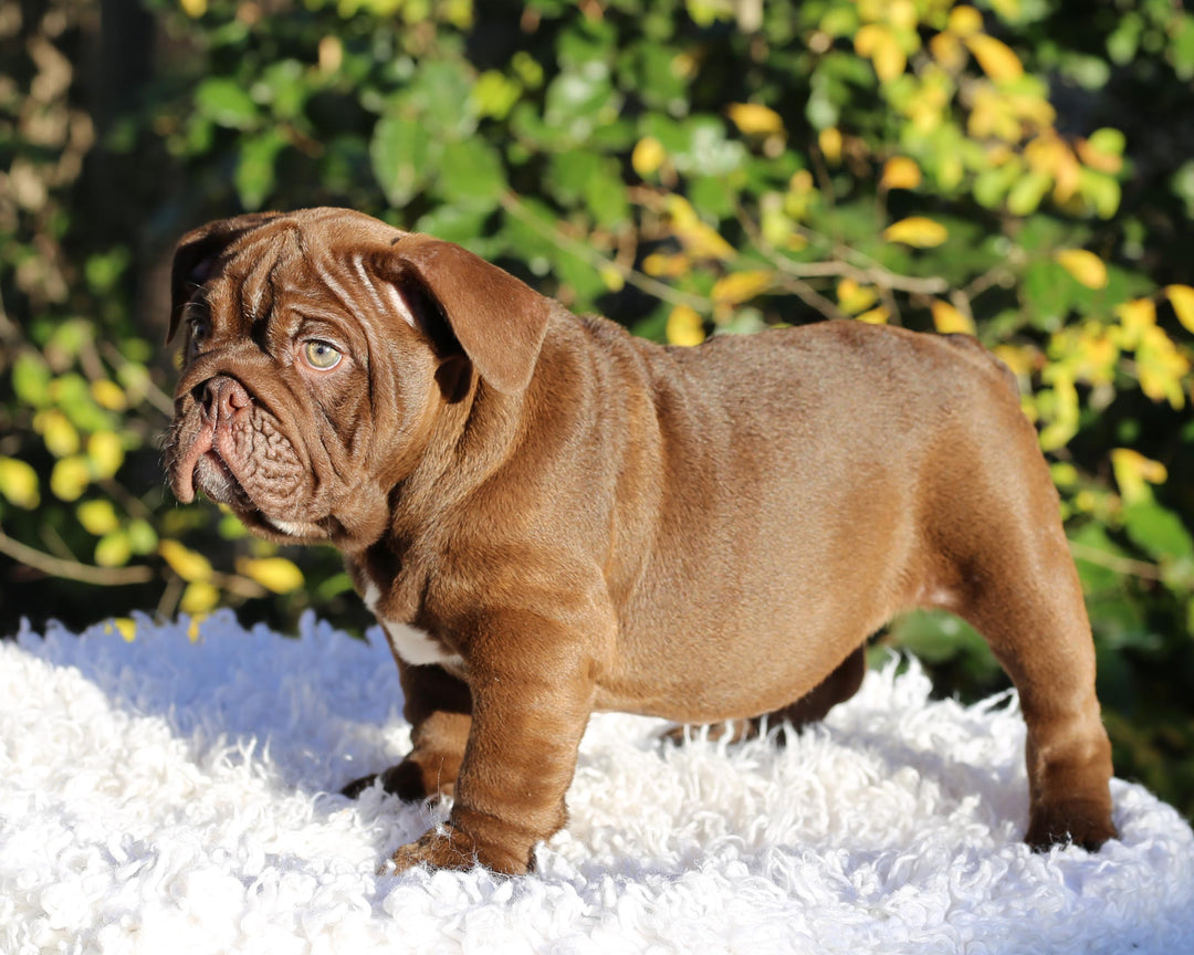 CHOCOLATE CHUNK!  Extraordinary Chocolate English Bulldog, Male