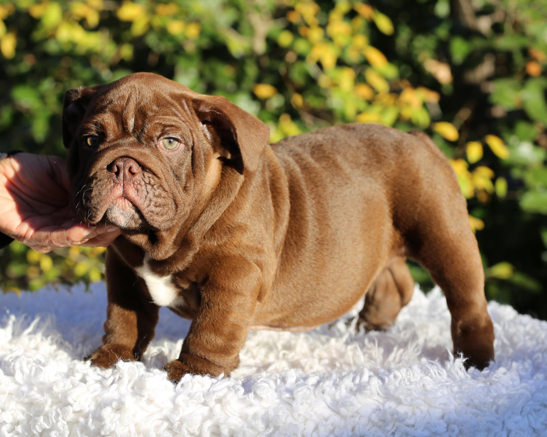 CHOCOLATE CHUNK!  Extraordinary Chocolate English Bulldog, Male