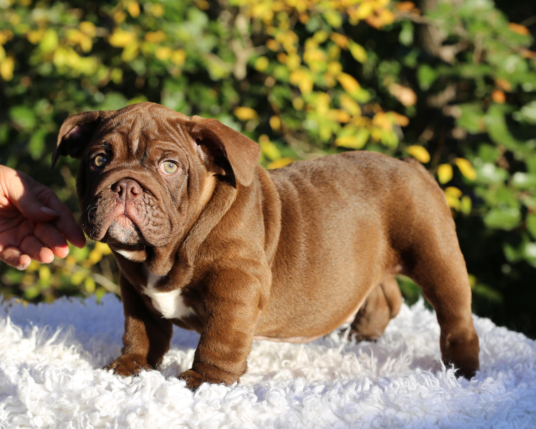 CHOCOLATE CHUNK!  Extraordinary Chocolate English Bulldog, Male