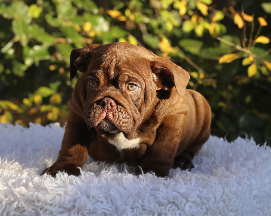 CHOCOLATE CHUNK!  Extraordinary Chocolate English Bulldog, Male