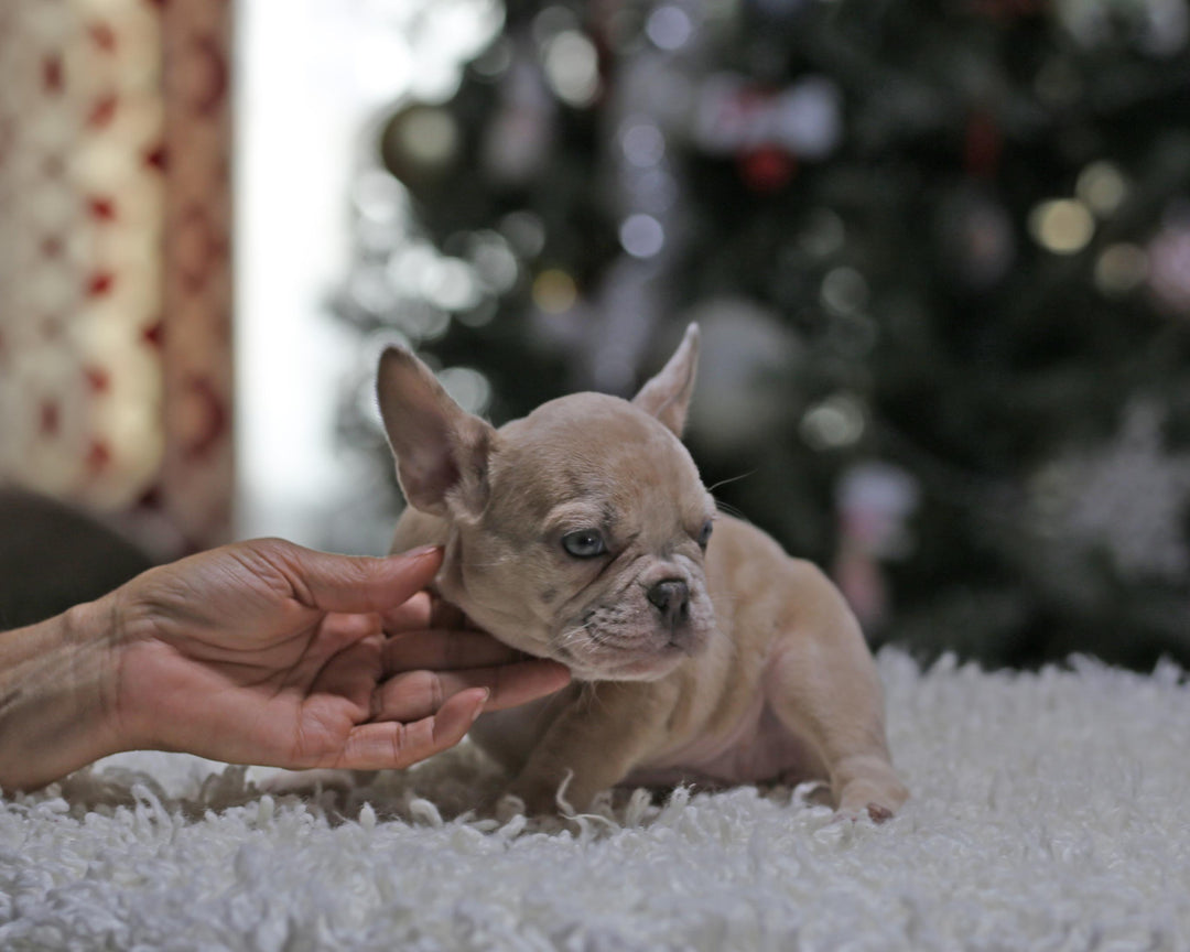 AMARA! Exceptional Lilac Creme Merle French Bulldog, Female