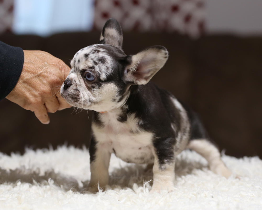 RUBY! Exceptional Chocolate Merle French Bulldog, Female