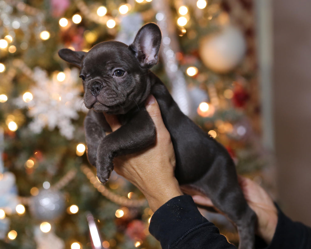 MAX!  Fantastic Chocolate French Bulldog, Male PENDING