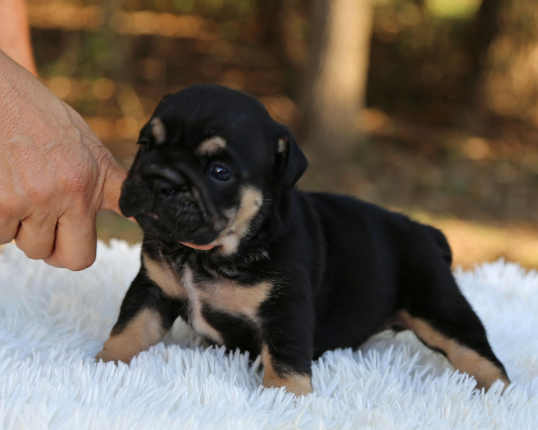 RAVEN — Black Tri Female English Bulldog