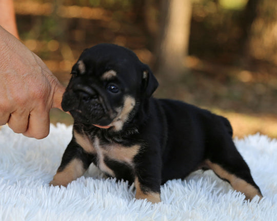 RAVEN — Black Tri Female English Bulldog