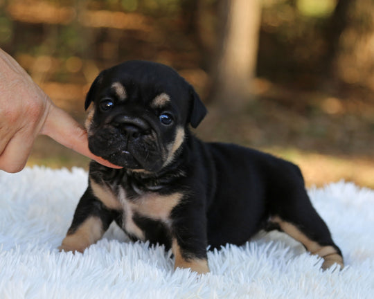 RAVEN — Black Tri Female English Bulldog