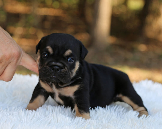 RAVEN — Black Tri Female English Bulldog