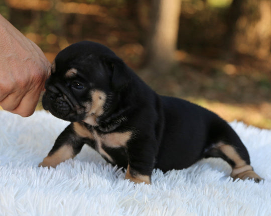 RAVEN — Black Tri Female English Bulldog