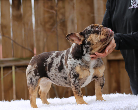 MEDUSA! Extraordinary ROJO MERLE w/ TAN POINTS French Bulldog, Female