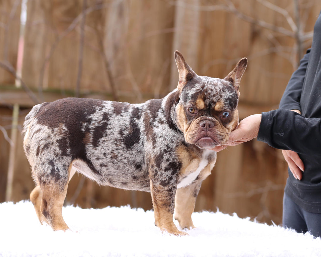 MEDUSA! Extraordinary ROJO MERLE w/ TAN POINTS French Bulldog, Female