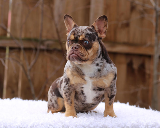 MEDUSA! Extraordinary ROJO MERLE w/ TAN POINTS French Bulldog, Female