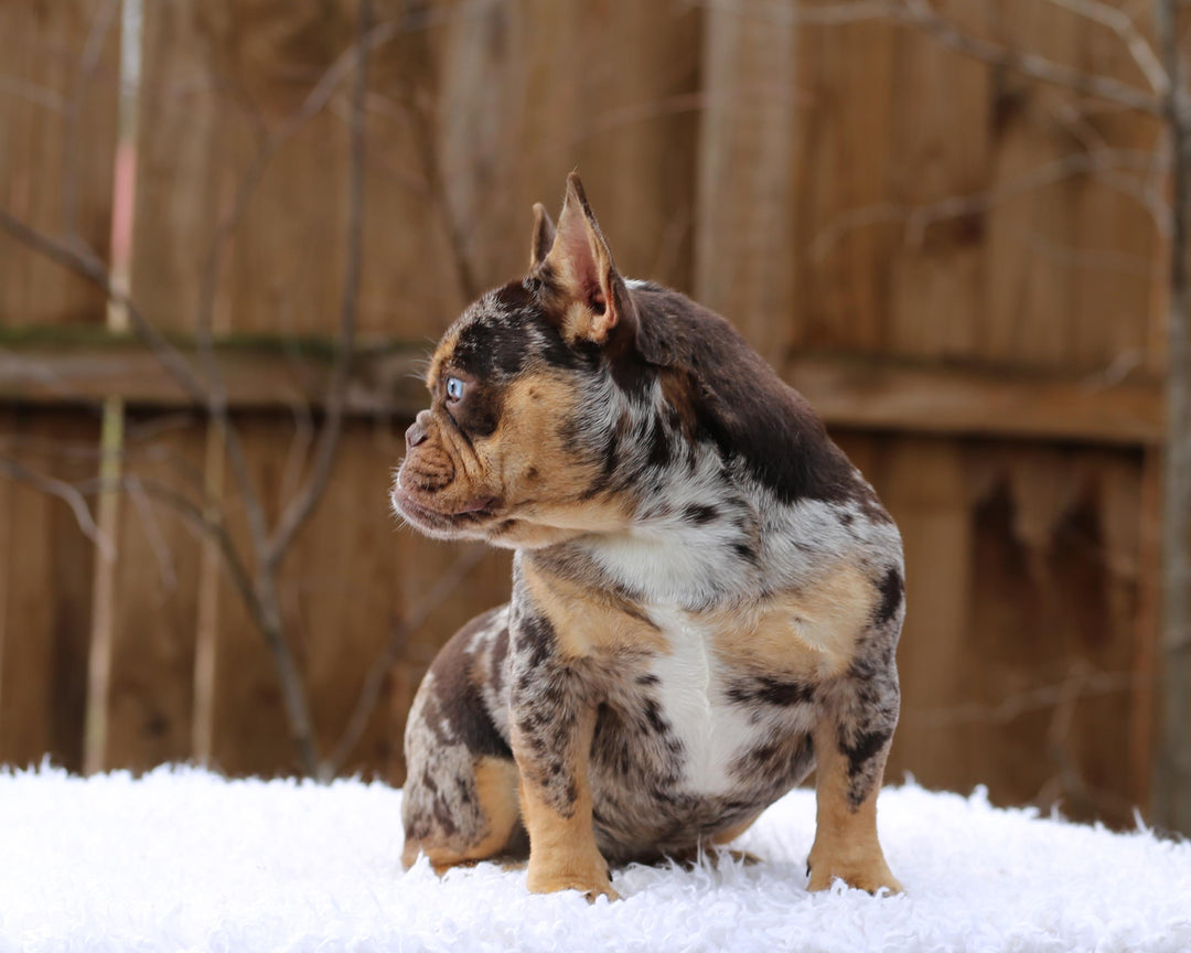 MEDUSA! Extraordinary ROJO MERLE w/ TAN POINTS French Bulldog, Female